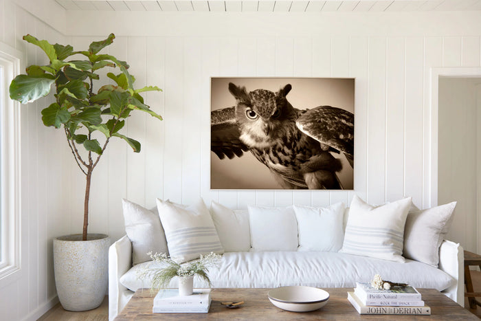 Great Horned Owl, in a room