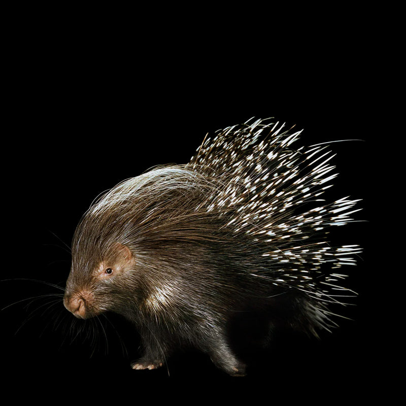 Porcupine