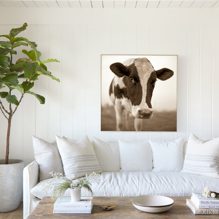 Vermont Cow, in a room