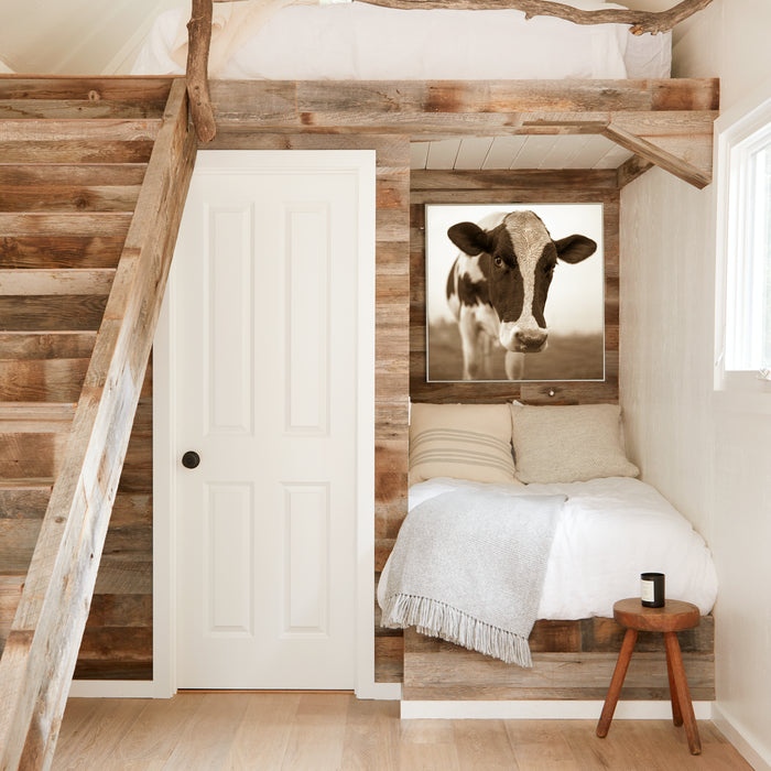 Vermont Cow, in a room