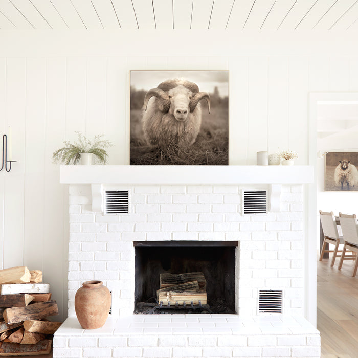 Icelandic Ram, in a room