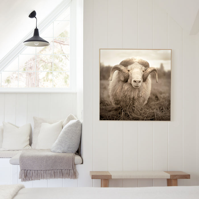 Icelandic Ram, in a room