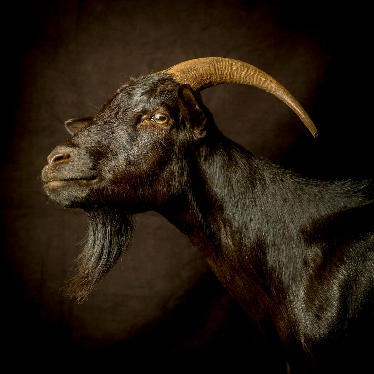 Black Goat