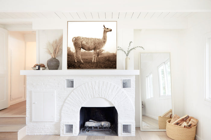 White Llama, in a room