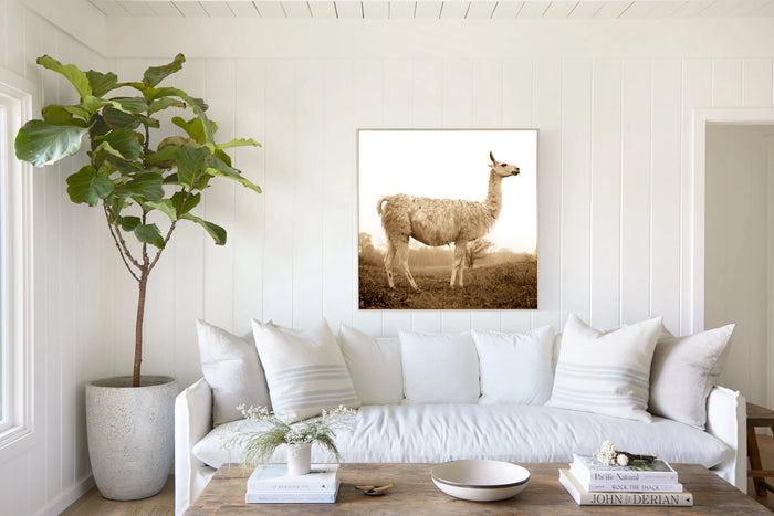 White Llama, in a room