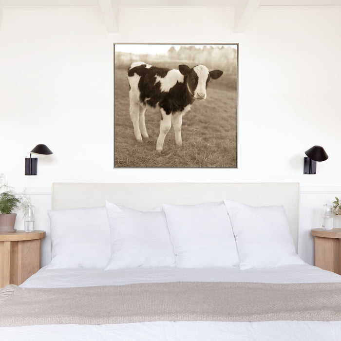 Holstein Calf, in a room