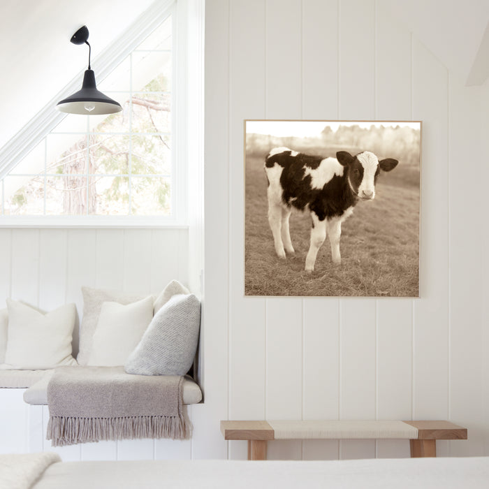 Holstein Calf, in a room