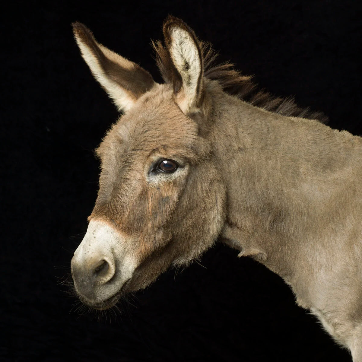 Donkey
