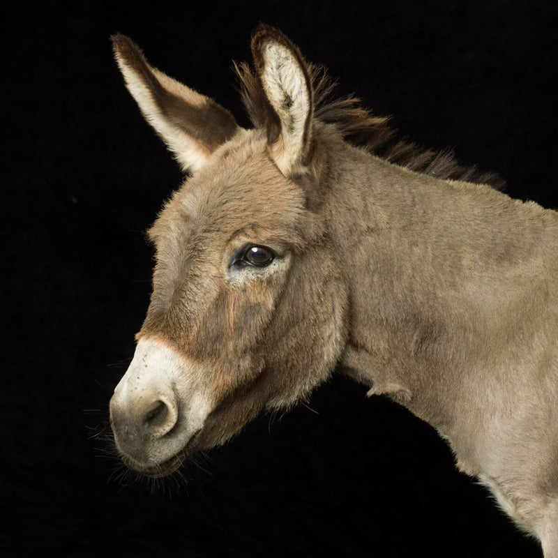 Donkey