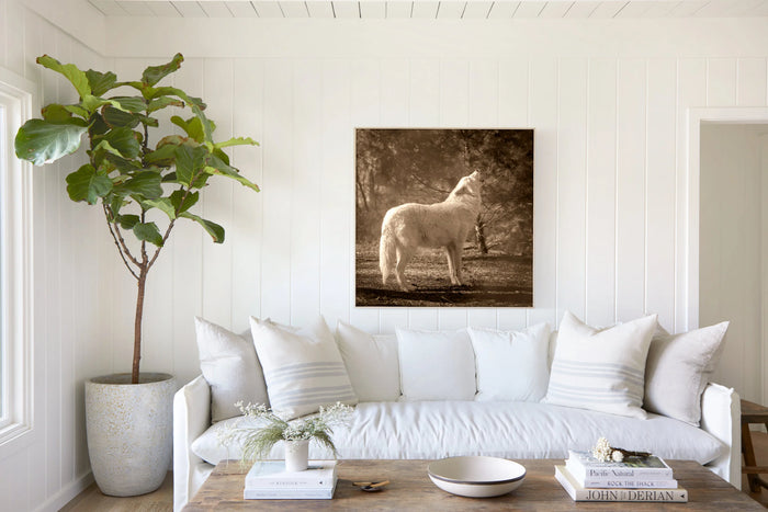 Wolf, in a room