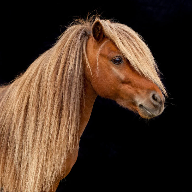 Shetland Pony