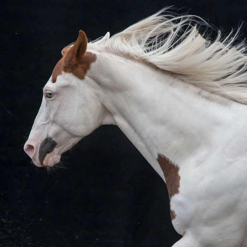 Paint Horse