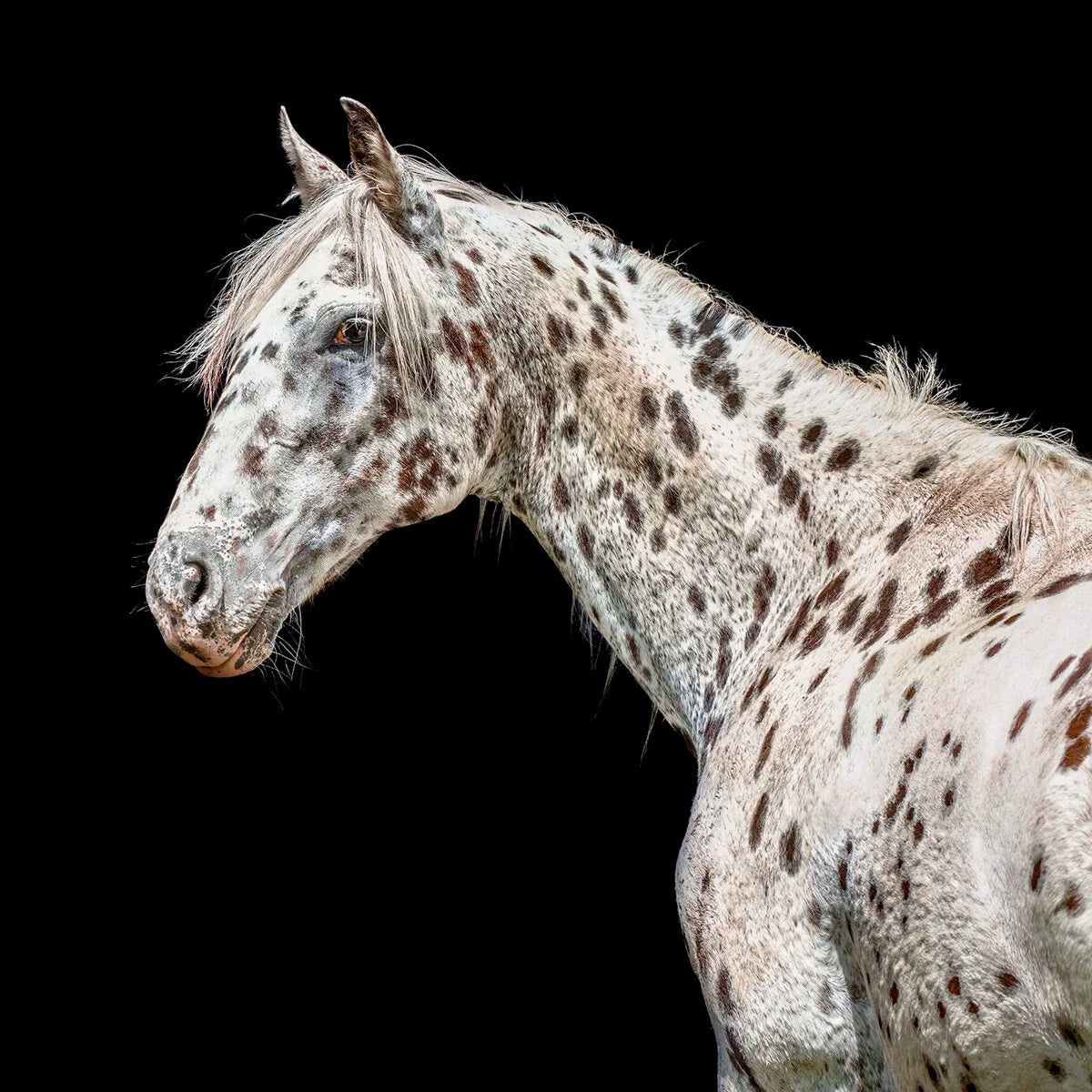 Leopard Appaloosa