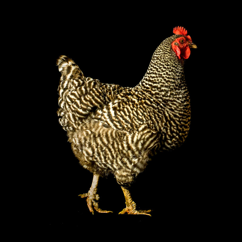 Plymouth Rock Chicken