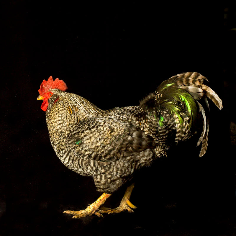 Black & White Rooster