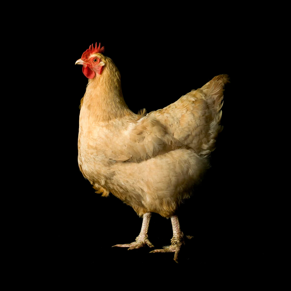 Orpington Chicken