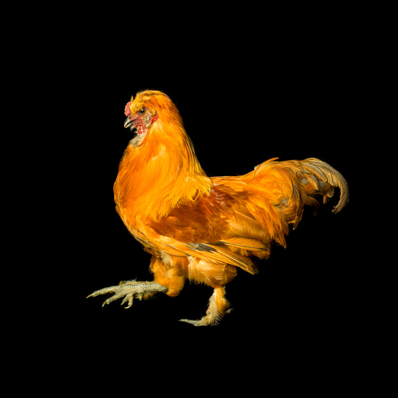 Fancy Golden Chicken