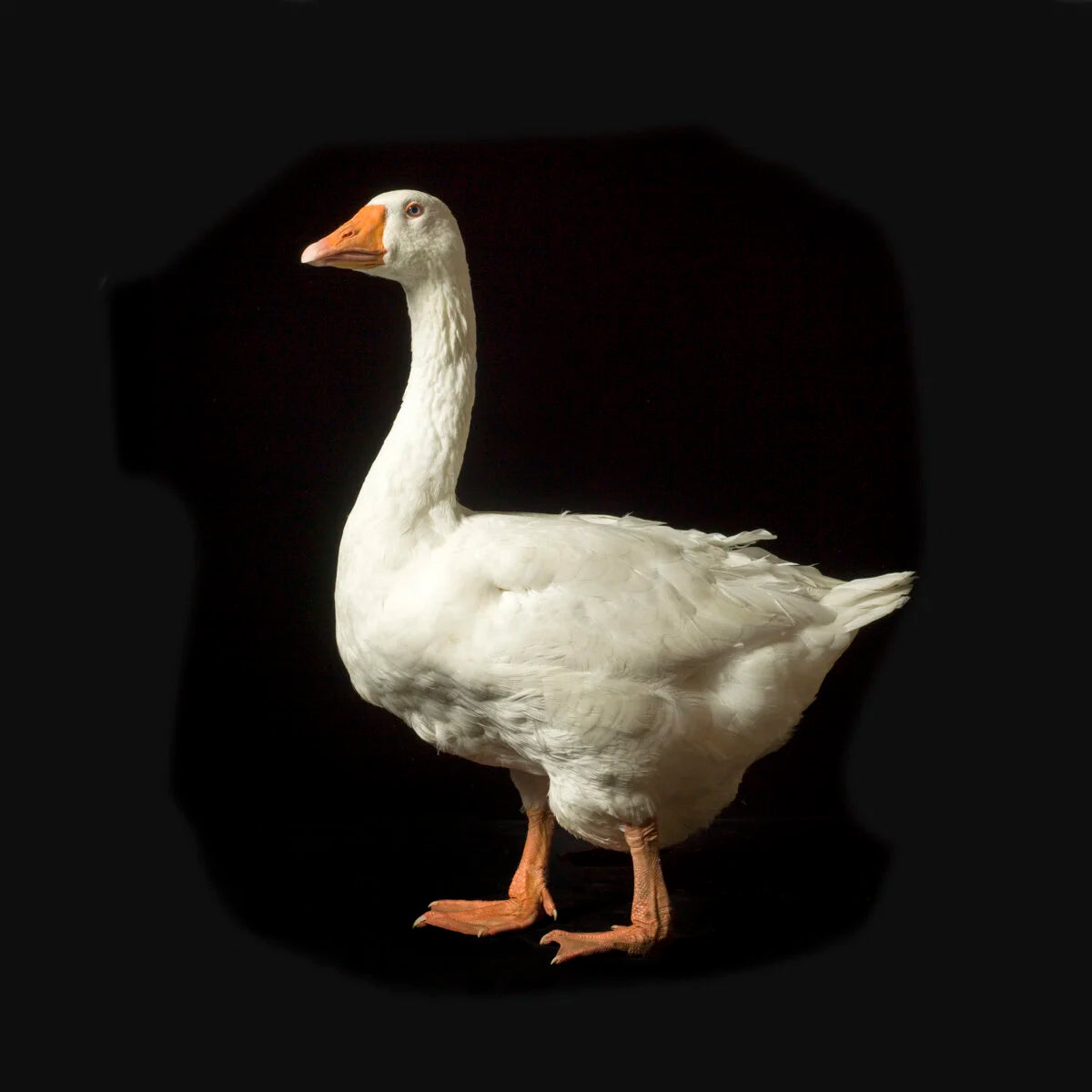 Goose