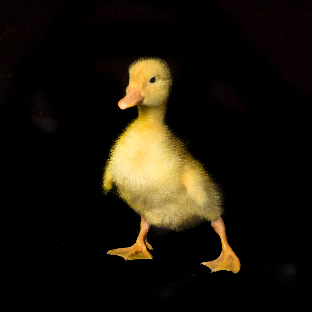 Duckling