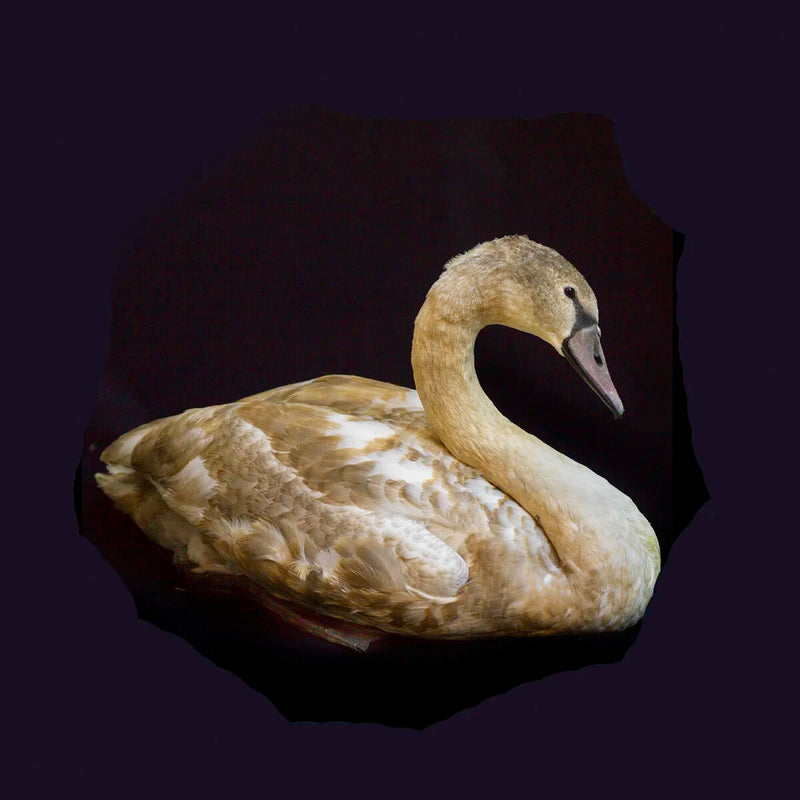 Swan