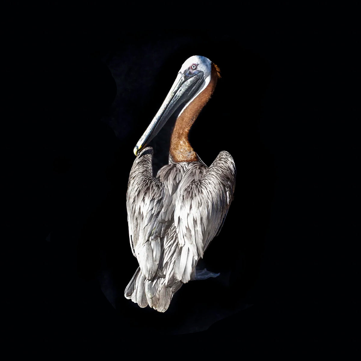 Pelican