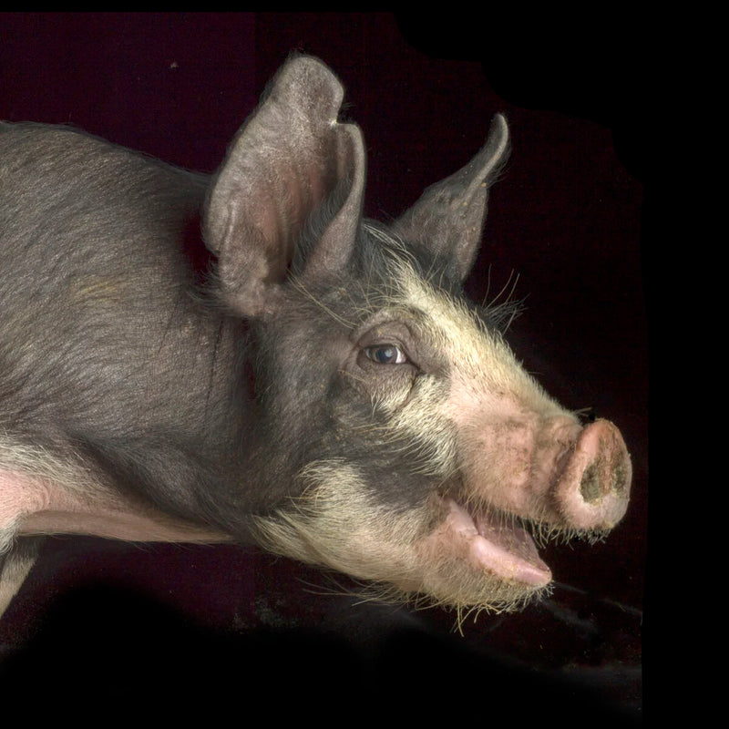 Spotted Pig