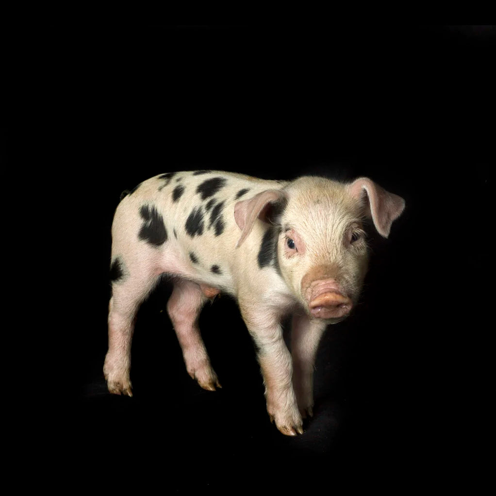 Spotted Piglet