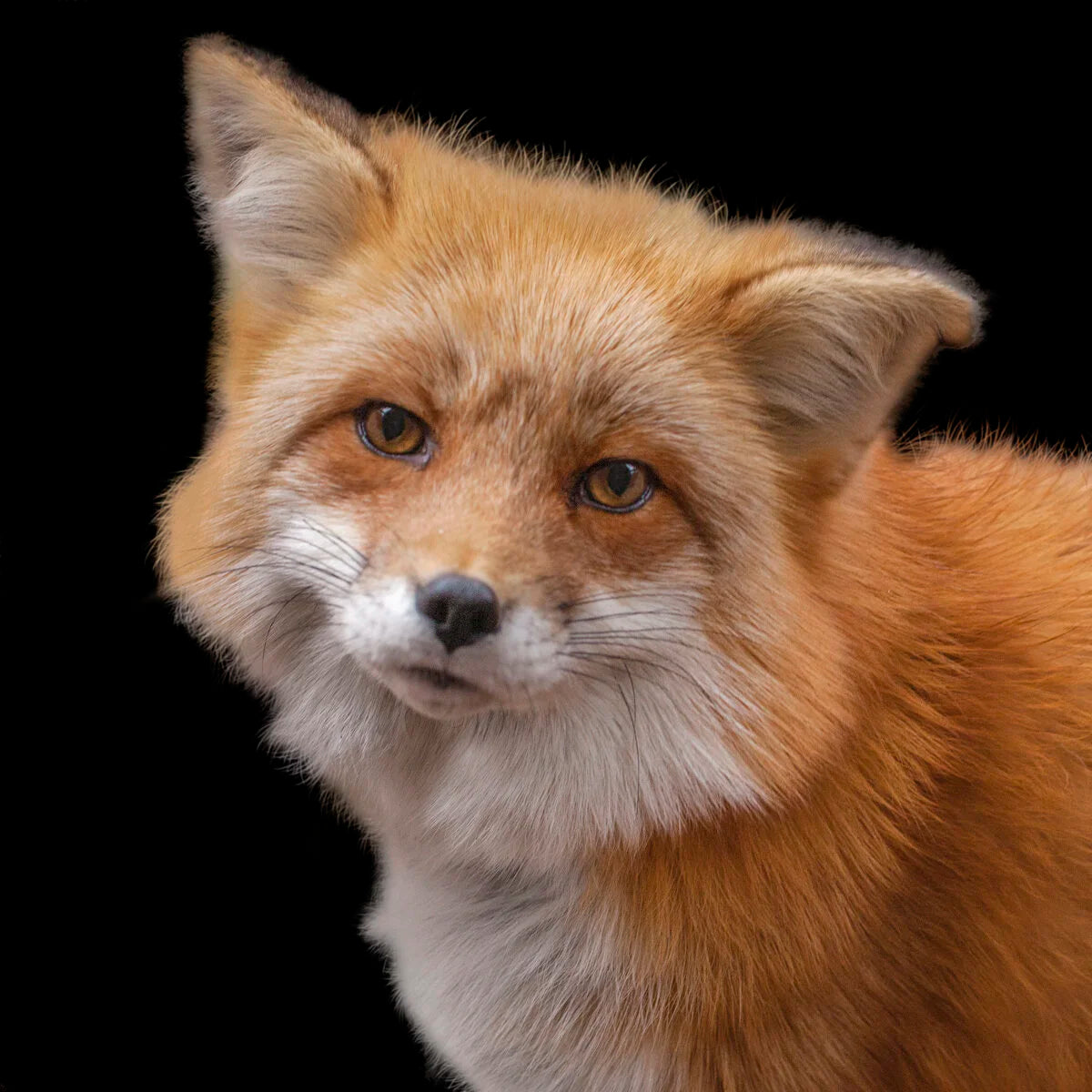 Red Fox