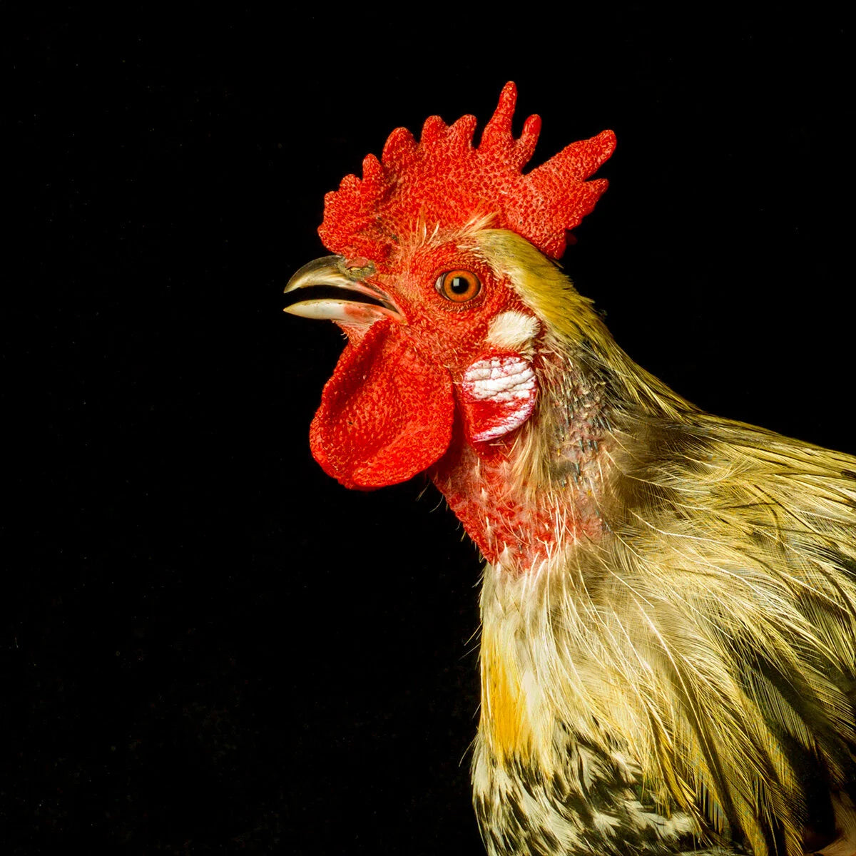 Rooster