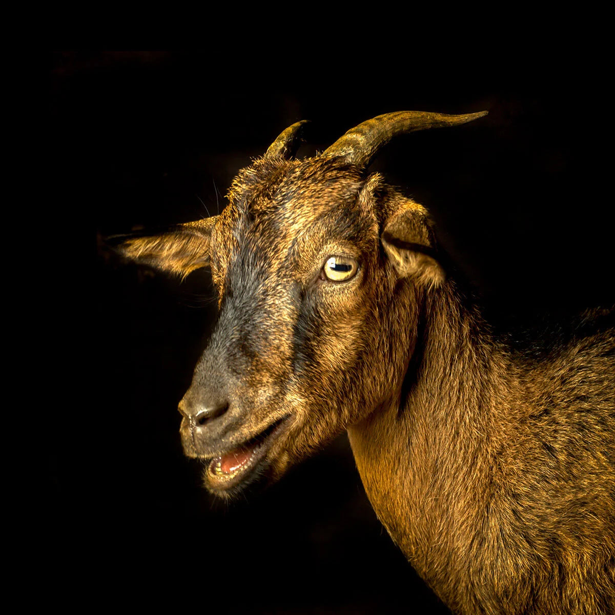 Goat