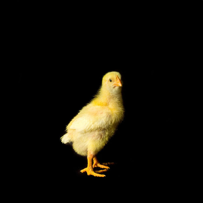 Chick