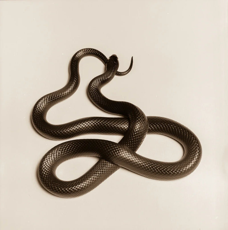 King Snake I