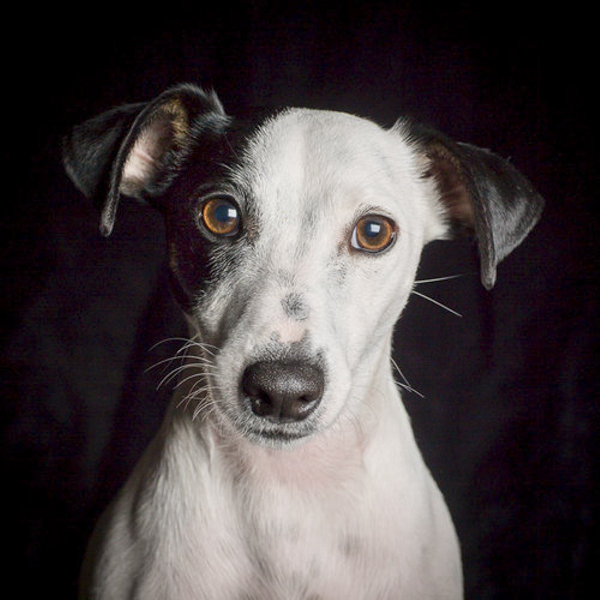 Canine portrait by Val Shaff