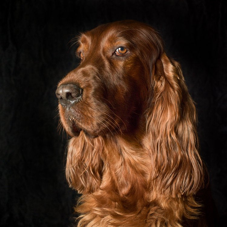 A commissioned portrait by Valerie Shaff.