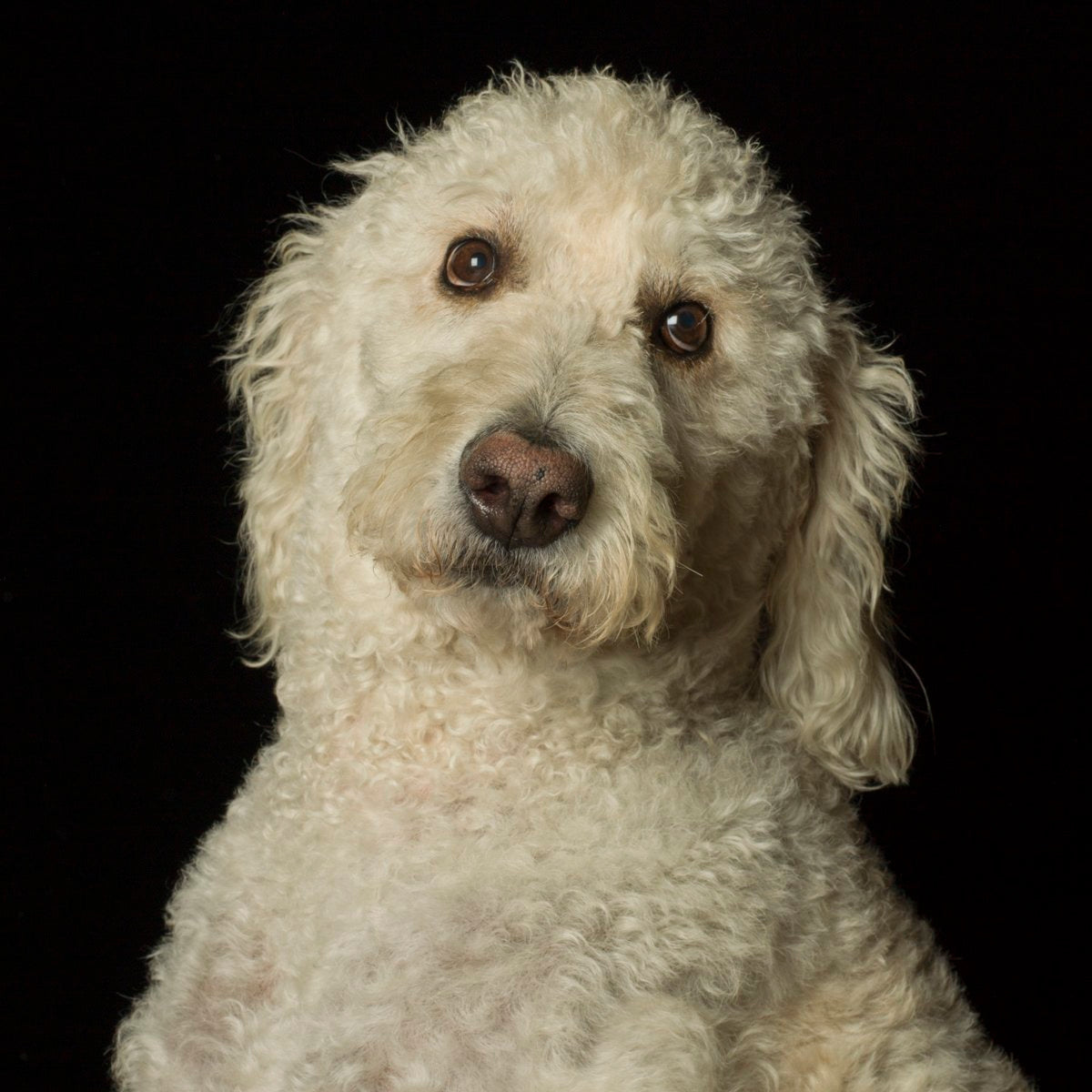Canine portrait by Val Shaff