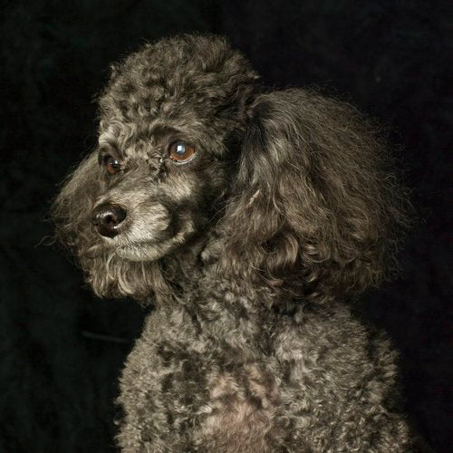 Canine portrait by Val Shaff