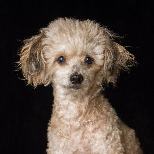 Canine portrait by Val Shaff