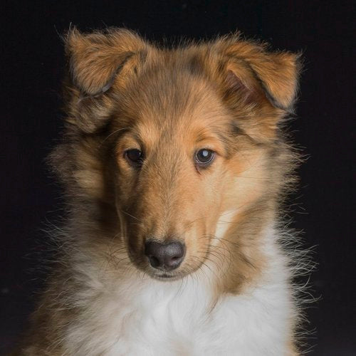 Canine portrait by Val Shaff