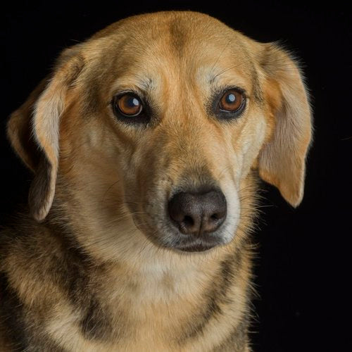 Canine portrait by Val Shaff