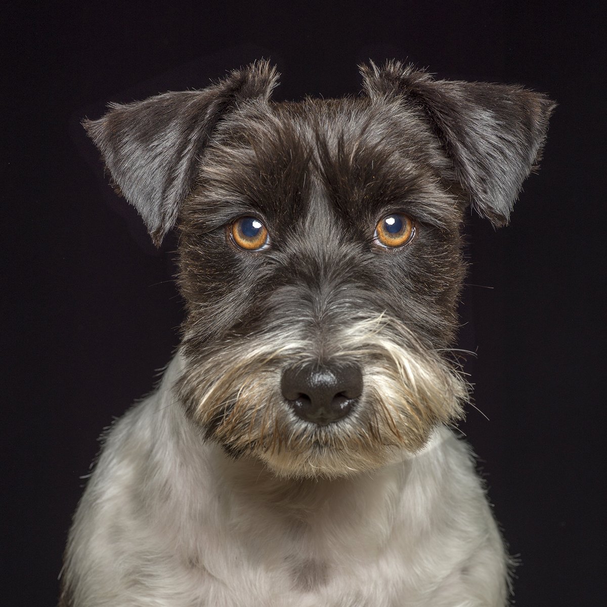Canine portrait by Val Shaff