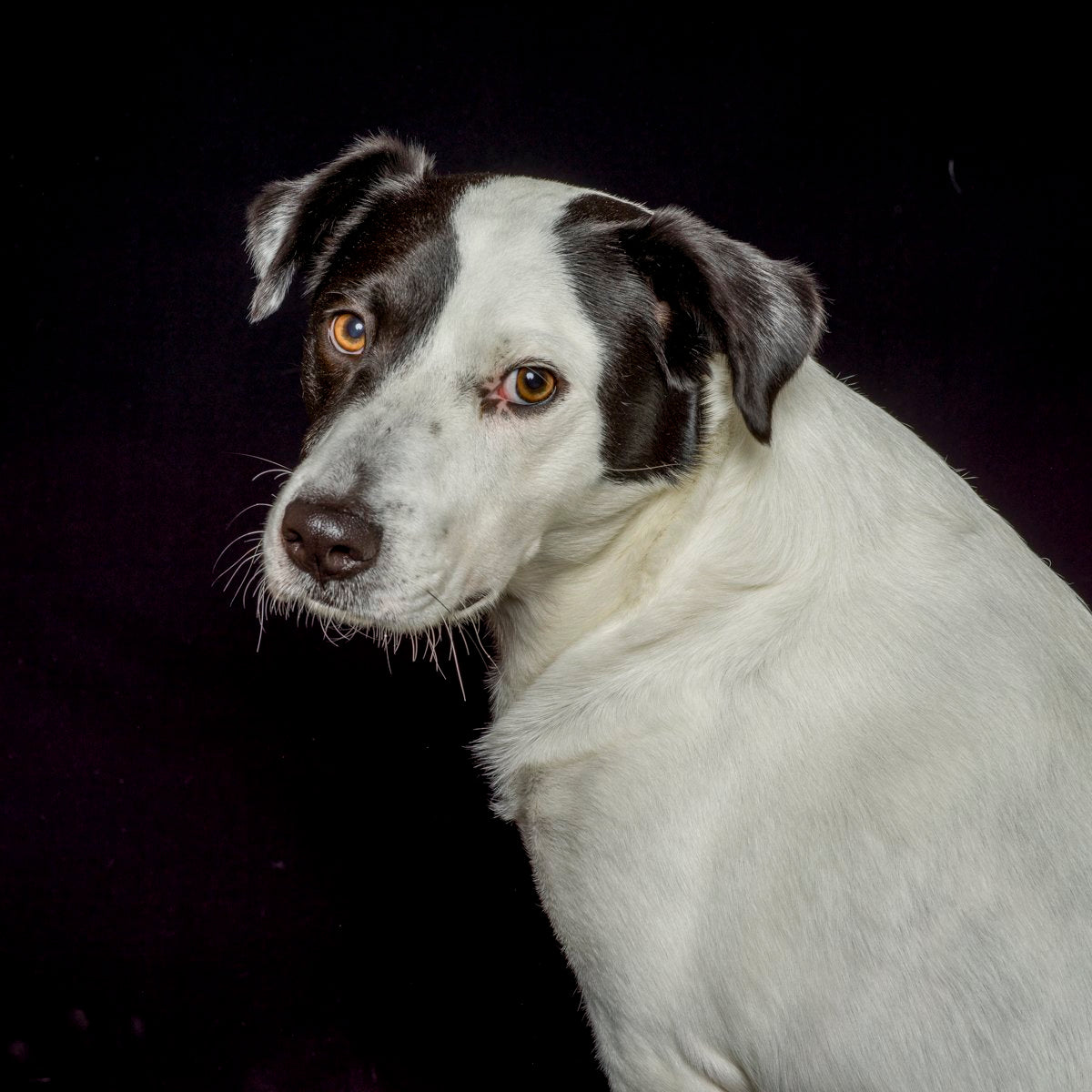 Canine portrait by Val Shaff