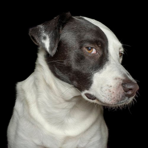 Canine portrait by Val Shaff