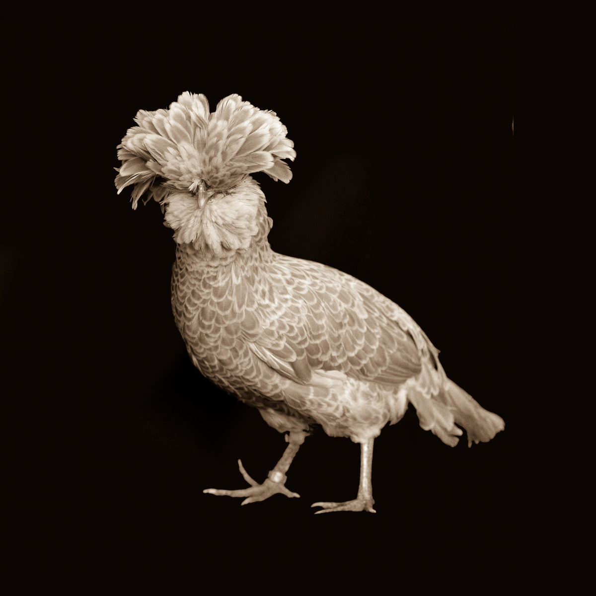 Fancy Chicken - I - fancy-chicken-i - 2026-09-20.jpg