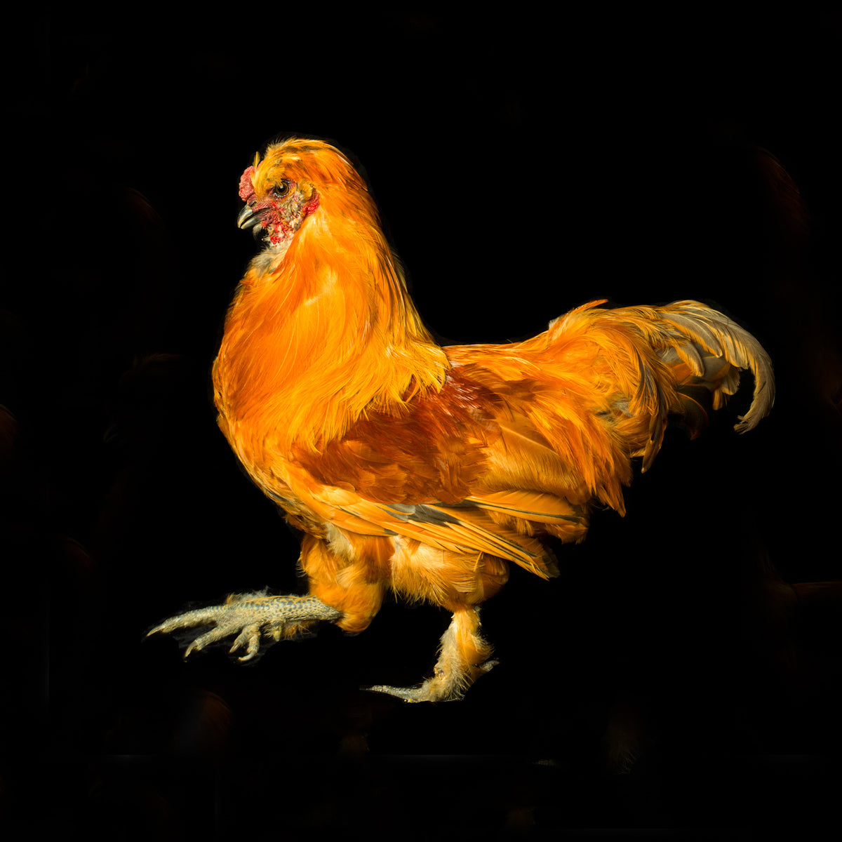 Golden Rooster