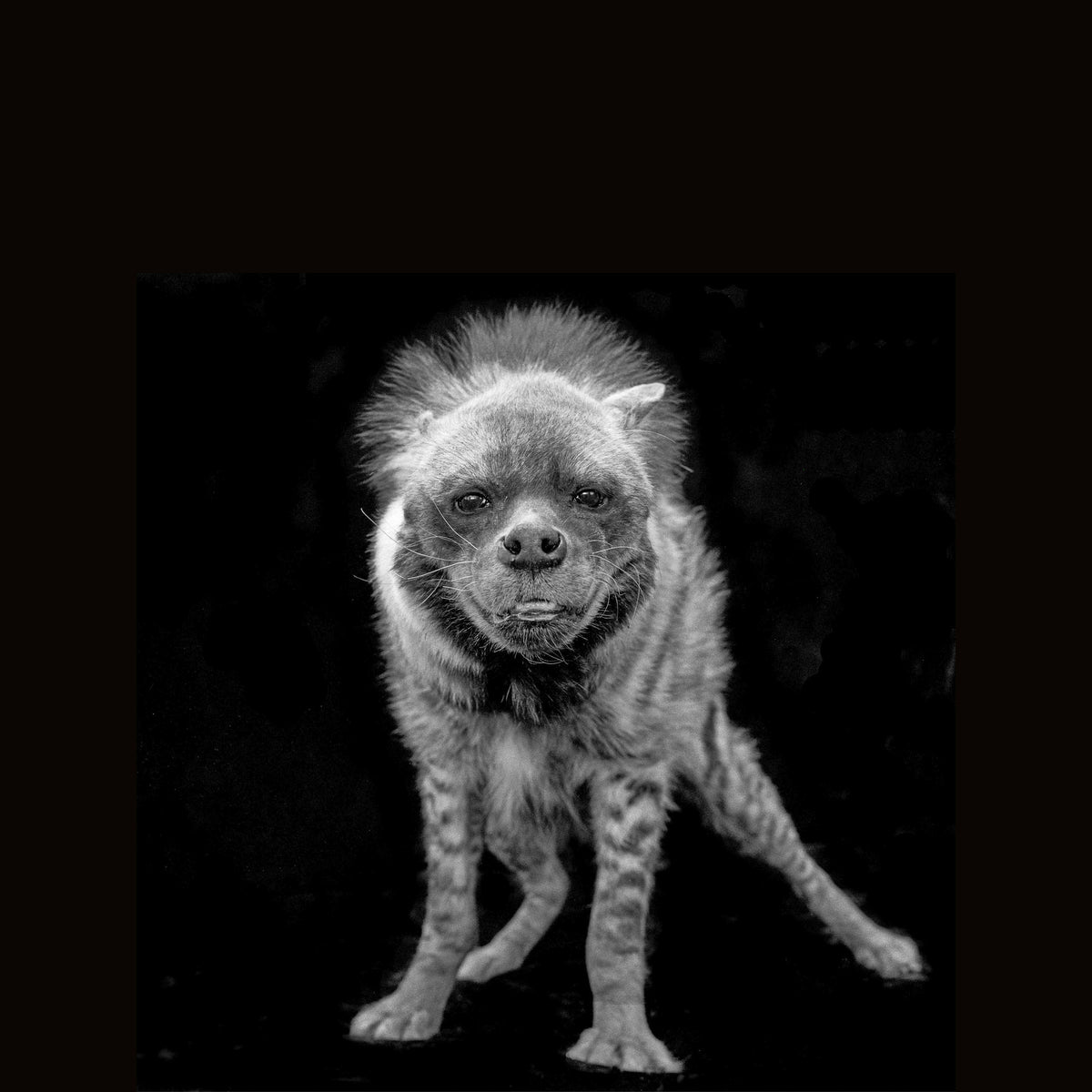 Hyena - hyena - 2026-09-20.jpg
