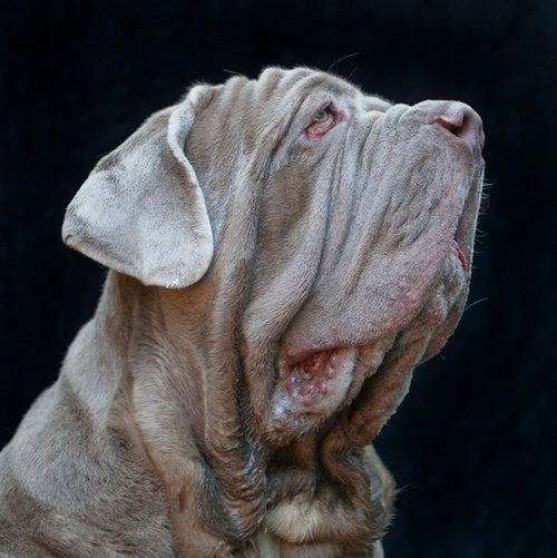 Canine portrait by Val Shaff
