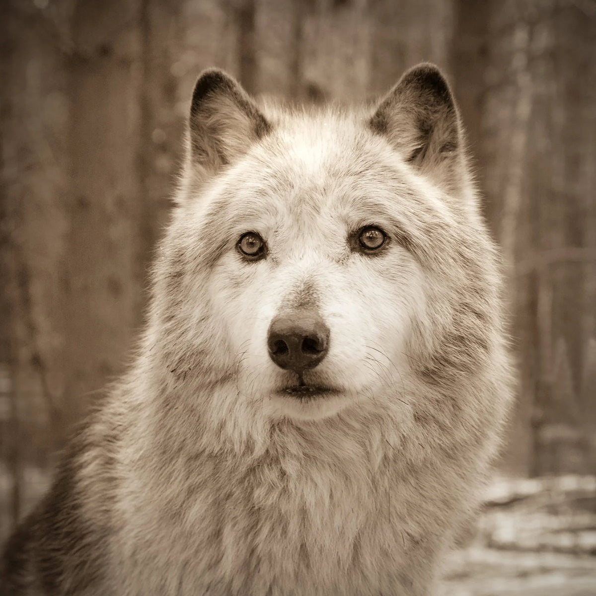 Wolf