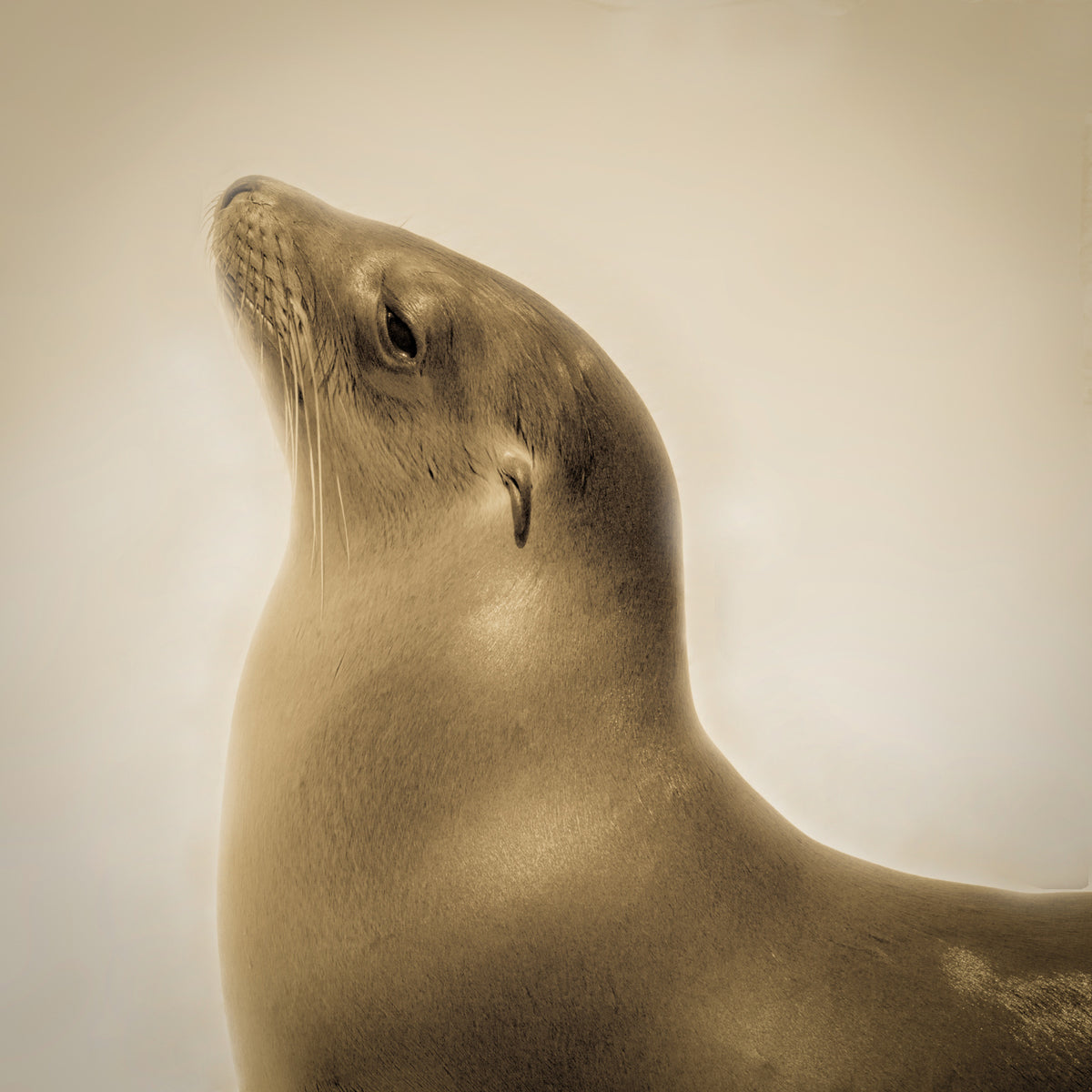Sea Lion - sea-lion - 2026-09-20.jpg