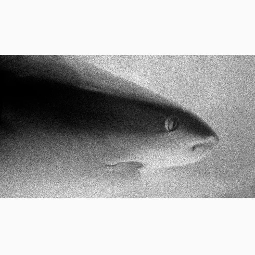 Shark