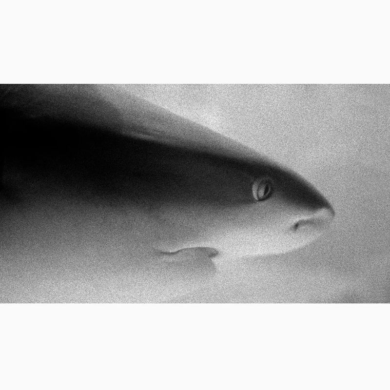 Shark